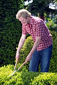 TRIMMING BUXUS HEDGE WITH SHEARS