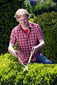 TRIMMING BUXUS HEDGE WITH SHEARS