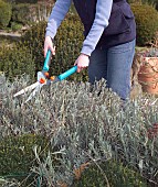 TRIMMING LAVANDULA