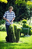 MAN TRIMMING BUXUS TOPIARY WITH SHEARS