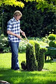 MAN TRIMMING BUXUS TOPIARY WITH SHEARS