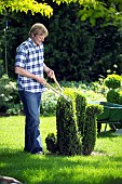 MAN TRIMMING BUXUS TOPIARY WITH SHEARS