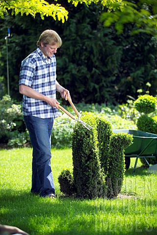 MAN_TRIMMING_BUXUS_TOPIARY_WITH_SHEARS