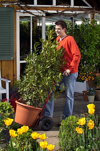 MOVING_LARGE_LAURUS_NOBILISBAY_TUBS_AND_CONTAINERS_INTO_THE_GARDEN