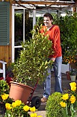 MOVING LARGE LAURUS NOBILIS-BAY TUBS AND CONTAINERS INTO THE GARDEN