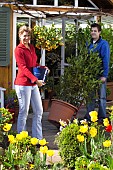 MOVING LARGE LAURUS NOBILIS-BAY TUBS AND CONTAINERS INTO THE GARDEN