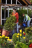 MOVING LARGE LAURUS NOBILIS-BAY TUBS AND CONTAINERS INTO THE GARDEN.WATERING CITRUS.