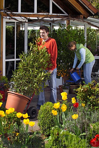 MOVING_LARGE_LAURUS_NOBILISBAY_TUBS_AND_CONTAINERS_INTO_THE_GARDENWATERING_CITRUS