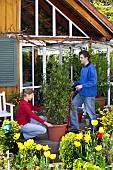 MOVING LARGE LAURUS NOBILIS-BAY TUBS AND CONTAINERS INTO THE GARDEN