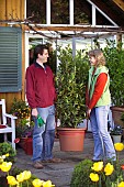 MOVING LARGE LAURUS NOBILIS-BAY TUBS AND CONTAINERS INTO THE GARDEN