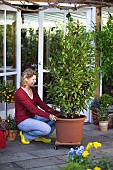 MOVING LARGE LAURUS NOBILIS-BAY- TUBS AND CONTAINERS INTO THE GARDEN.CASTERS ON BOARD FOR EASE OF MOVING.