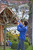 MAN PRUNING CUTTING APPLE FRUIT TREE IN EARLY SPRINGTIME