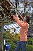 MAN PRUNING CUTTING APPLE FRUIT TREE IN EARLY SPRINGTIME