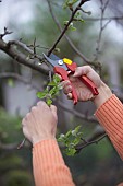 MAN PRUNING CUTTING APPLE FRUIT TREE IN EARLY SPRINGTIME WITH LOPPERS