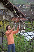 MAN PRUNING CUTTING APPLE FRUIT TREE IN EARLY SPRINGTIME WITH LOPPERS