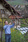 MAN PRUNING CUTTING APPLE FRUIT TREE IN EARLY SPRINGTIME WITH LOPPERS