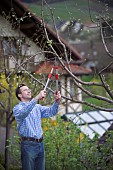 MAN PRUNING CUTTING APPLE FRUIT TREE IN EARLY SPRINGTIME WITH LOPPERS