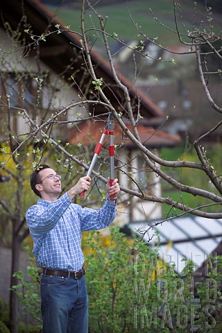 MAN_PRUNING_CUTTING_APPLE_FRUIT_TREE_IN_EARLY_SPRINGTIME_WITH_LOPPERS