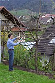 MAN PRUNING CUTTING APPLE FRUIT TREE IN EARLY SPRINGTIME