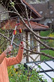 MAN PRUNING CUTTING APPLE FRUIT TREE IN EARLY SPRINGTIME WITH LOPPERS