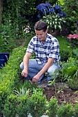 HARVESTING CUTTING OFF ROSEMARY -HERBS KITCHEN PLANTS