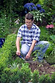 HARVESTING CUTTING OFF ROSEMARY -HERBS KITCHEN PLANTS