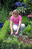 HARVESTING CUTTING OFF ROSEMARY -HERBS KITCHEN PLANTS