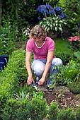 HARVESTING CUTTING OFF ROSEMARY -HERBS KITCHEN PLANTS