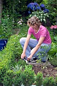 HARVESTING CUTTING OFF ROSEMARY -HERBS KITCHEN PLANTS