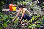 HARVESTING VEGETABLES FROM THE KITCHEN GARDEN