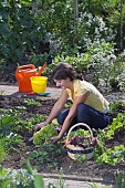 HARVESTING VEGETABLES FROM THE KITCHEN GARDEN