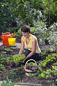 HARVESTING VEGETABLES FROM THE KITCHEN GARDEN