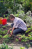 HARVESTING VEGETABLES FROM THE KITCHEN GARDEN