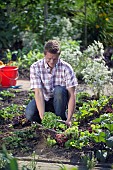 HARVESTING VEGETABLES FROM THE KITCHEN GARDEN