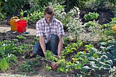 HARVESTING VEGETABLES FROM THE KITCHEN GARDEN