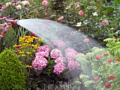 WOMAN WATERING FLOWERS IN GARDEN BED