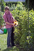 PERSON CUTTING PRUNING HEDGES WITH ELECTRIC TRIMMER