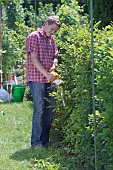 PERSON CUTTING PRUNING HEDGES WITH ELECTRIC TRIMMER