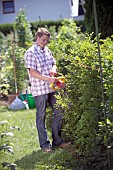 PERSON CUTTING PRUNING HEDGES WITH ELECTRIC TRIMMER