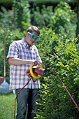 PERSON CUTTING PRUNING HEDGES WITH ELECTRIC TRIMMER