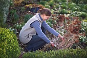 CUTTING BACK SEDUM TELEPHIUMRestriction:( English Speaking Territories Only)