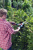 PERSON CUTTING PRUNING HEDGES