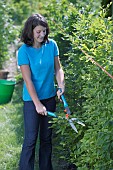 PERSON CUTTING PRUNING HEDGES