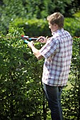 PERSON CUTTING PRUNING HEDGES