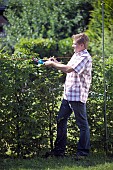 PERSON CUTTING PRUNING HEDGES