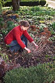 CUTTING BACK SEDUM TELEPHIUMRestriction:( English Speaking Territories Only)