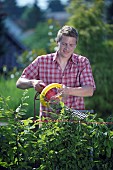 PERSON CUTTING PRUNING HEDGES WITH ELECTRIC TRIMMER