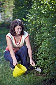 FEEDING HEDGES AFTER PRUNING