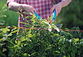 PERSON CUTTING PRUNING HEDGES