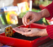 SOWING SEEDS - COREOPSIS